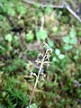 Neottia cordata, Zillertal