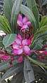 Adelfa (Nerium oleander).