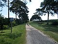 Nordic walking trail. Protected pine alley, Keszthely city limit, 2016 Hungary.jpg