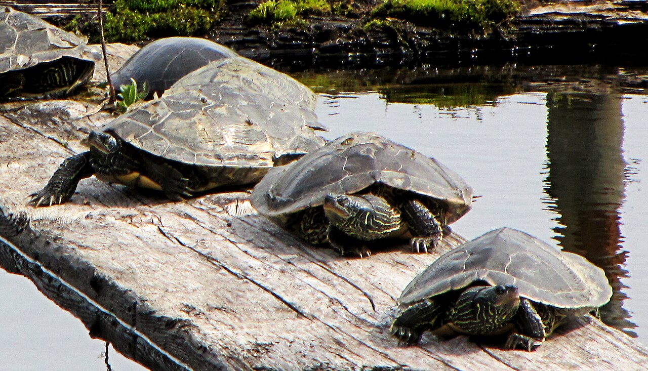 Прудовая черепаха Ривза. Черепахи Северной Америки. Черепахи Онтарио. Черепаха в пруду. Черепахи в озерах