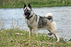 Norwegian Elkhound 1.jpg