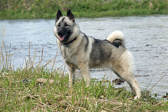 swedish white elkhound