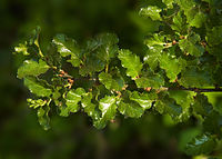 Nothofagus antarctica, sydbok