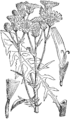 Crepis biennis Dveletni dimek plate 438 in: Martin Cilenšek: Naše škodljive rastline Celovec (1892)