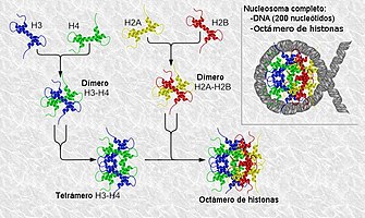 Nucleosoma