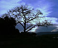 Nyala Tree Manyuchi.jpg