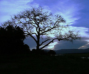 Nyala Tree Manyuchi.jpg