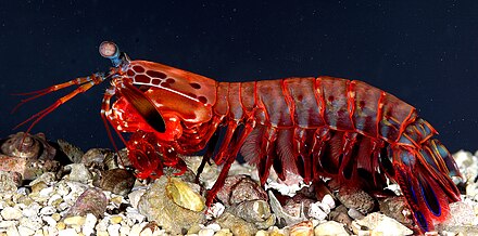 Ракообразные. Odontodactylus scyllarus. Креветка богомол. Креветка Мантис. Членистоногие креветки.