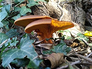 <span class="mw-page-title-main">Omphalotaceae</span> Family of fungi