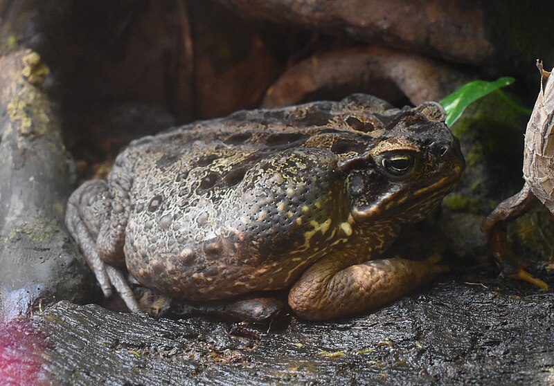 File:Oniria - Crapaud buffle 01.jpg