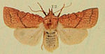 Jodia croceago – Specimen