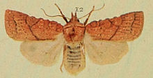 Orange Upperwing Moths der britischen Inseln.jpg