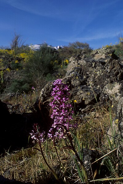 File:Orchis brancifortii-2006.jpg