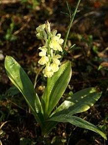 Orchis pallens Deutschland 006.jpg