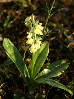 <i>Orchis pallens</i> Species of plant