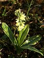 Orchis pallens Germany
