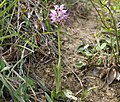 Orchis simia Turkey