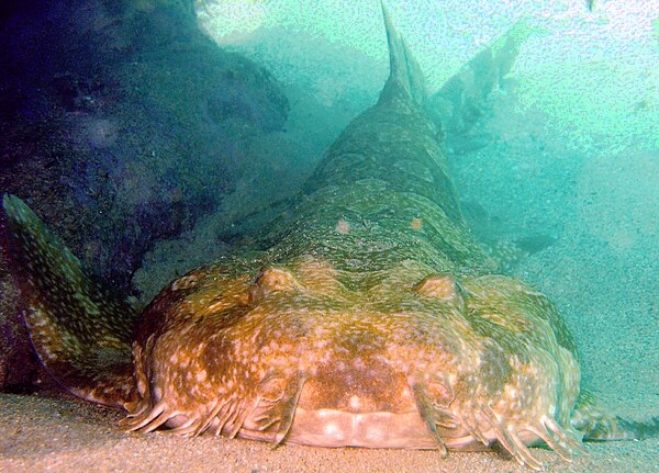 Carpet shark