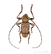 Oreodera paulista, male