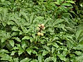 Araliaceae, Oreopanax xalapensis?