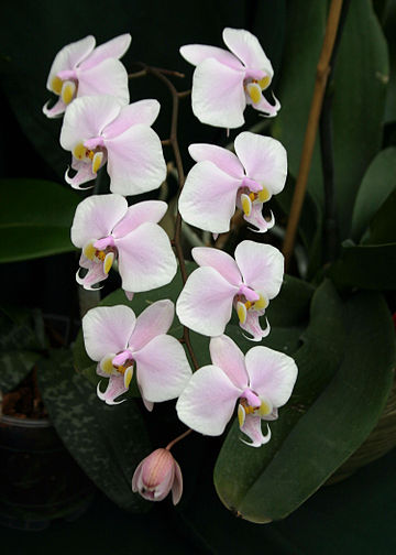 Phalaenopsis