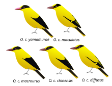 Males differ geographically in extent of black and yellow on head, wing and tail OriolusChinensisForms.svg