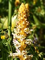 Orobanche crenata