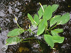 오론티움(Orontium aquaticum)