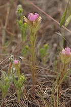 Orthocarpus tenuifolius