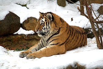 Panthera tigris - Tiger