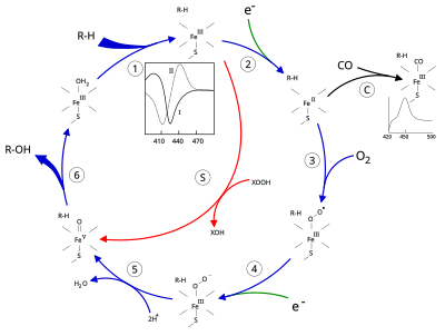 O ciclo catalítico P450