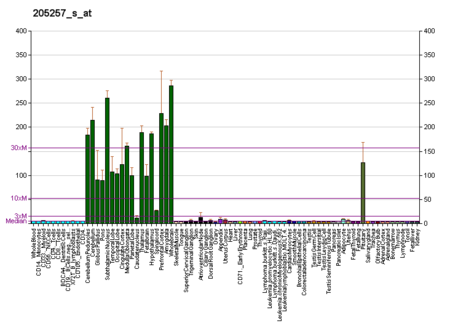 PBB GE AMPH 205257 s at fs.png