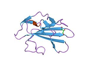 Tgf Beta Receptor 2