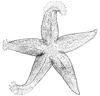PSM V13 D335 Starfish.jpg
