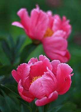 Paeonia 'Fen Yu Nu' Россия. Владимирская область.