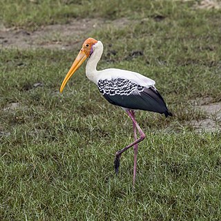 <span class="mw-page-title-main">Painted stork</span> Species of bird