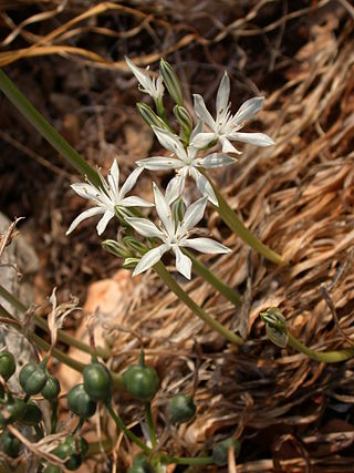 <i>Vagaria</i> Genus of flowering plants