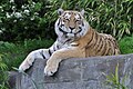 Amur tiger