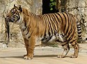 Panthera tigris sumatrae (Sumatran Tiger) close-up.jpg