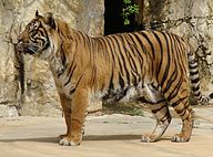 O primeiro bota um mar pra fora #tigres #tiger #animals