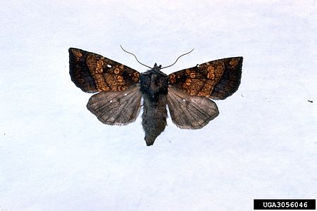 Papaipema cataphracta