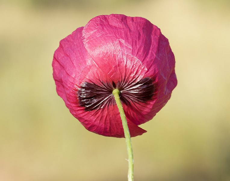 File:Papaver rhoeas - Common poppy 03.jpg