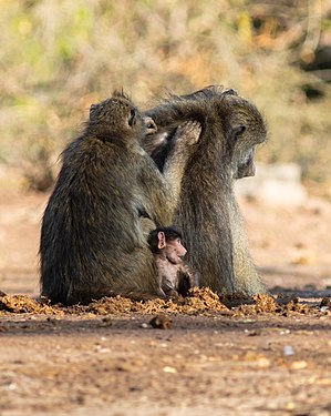 Chacma baboon (Papio ursinus), Chobe National Park