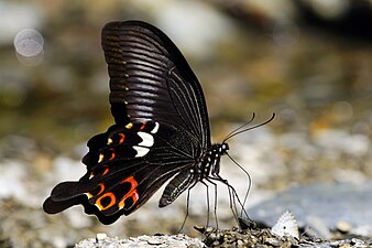 Ventral view