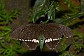 * Nomination Papilio polytes male --Jkadavoor 17:13, 8 November 2016 (UTC) * Promotion Good quality. --Poco a poco 18:38, 8 November 2016 (UTC)