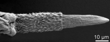 Mannelijk staarteind van Capillaria plectropomi met de spinose spiculumschede en de uitgeschoven spiculum.