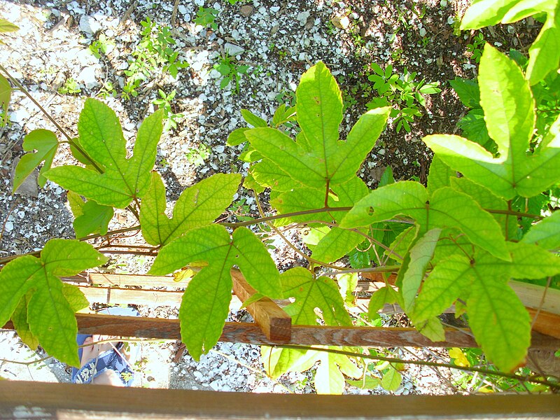 File:Passiflora coccinea 2.jpg