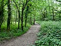 Path through Crofton Woods, located between Petts Wood and Crofton.