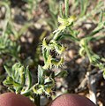 fruits, Lake Mead area, NV