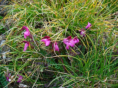 Pedicularis kerneri Habitus